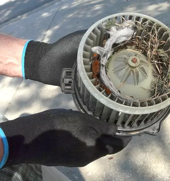 About Air Duct Mice Removal in Arcata, CA